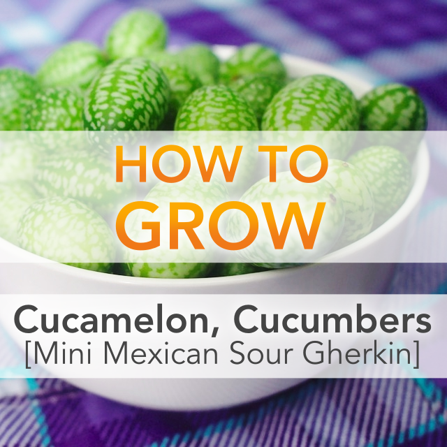 We Know Cucamelons Are Cute, but What Do Gardeners Think of Them?