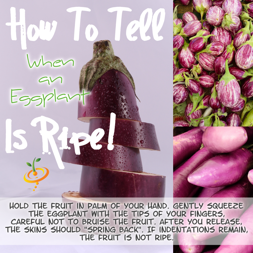 HERE'S WHY SCARLET EGGPLANT IS GOOD FOR YOU