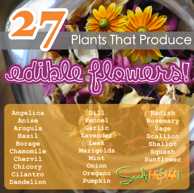 Edible Flowers to Plant in Your Garden