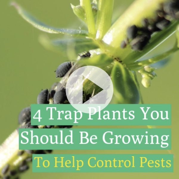 Trap Crops to Control Pests