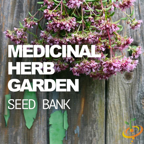 All-in-ONE MEGA Seed Bank Review