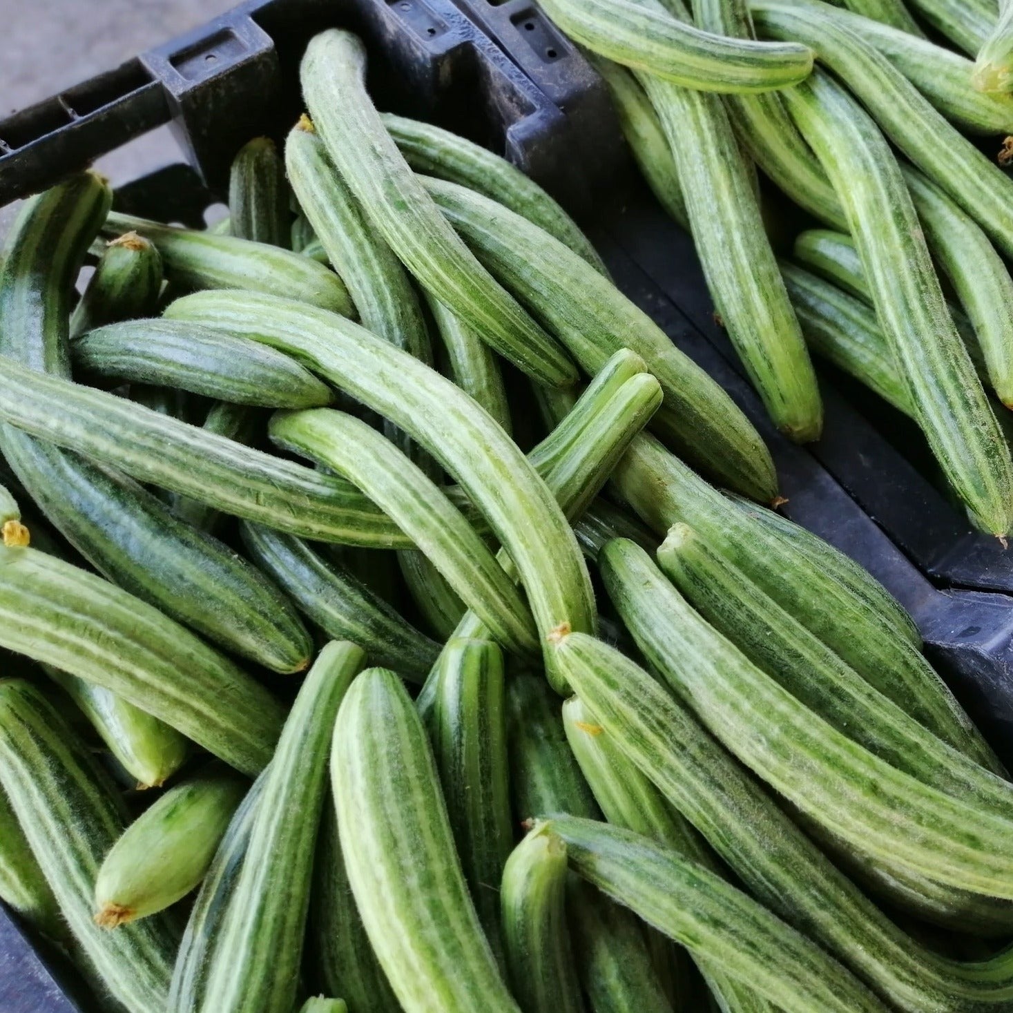 Tasty Treat Slicer' Japanese Cucumber