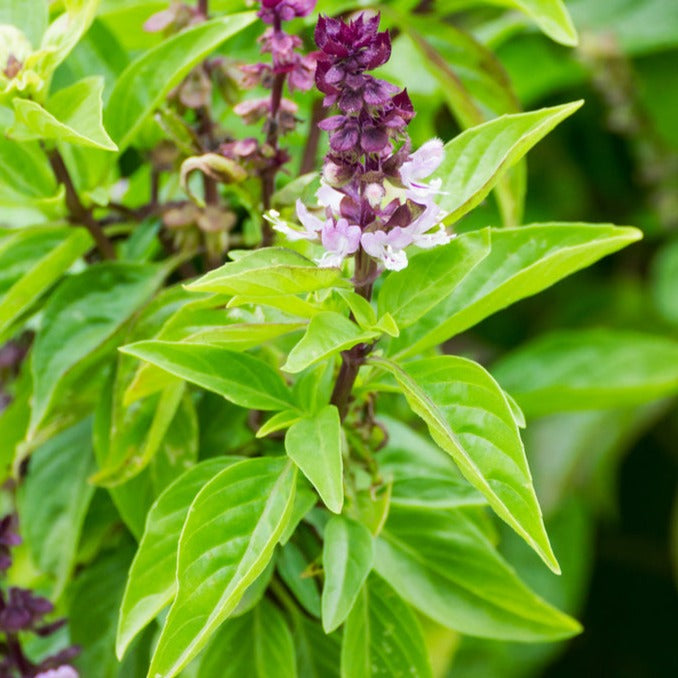 Mexican Mint Herb Plant Profile - Weeds and Deeds
