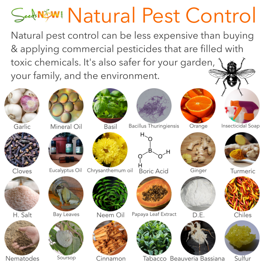 Natural pest-resistant seed options