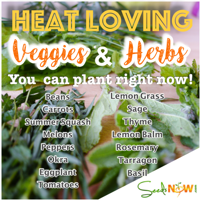 Heat Loving Veggies &amp; Herbs You Can Grow RIGHT NOW in Summer 