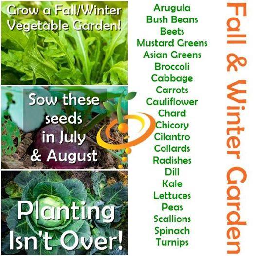 Plant these seeds in July &amp; August! – SeedsNow.com