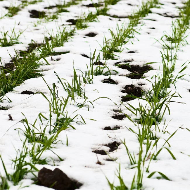 Your Guide to Gardening Through all 4 Seasons 🌱 SeedsNOW.com