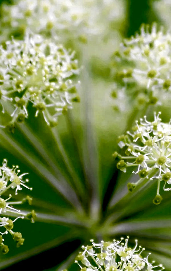 All Angelica Herb Seeds