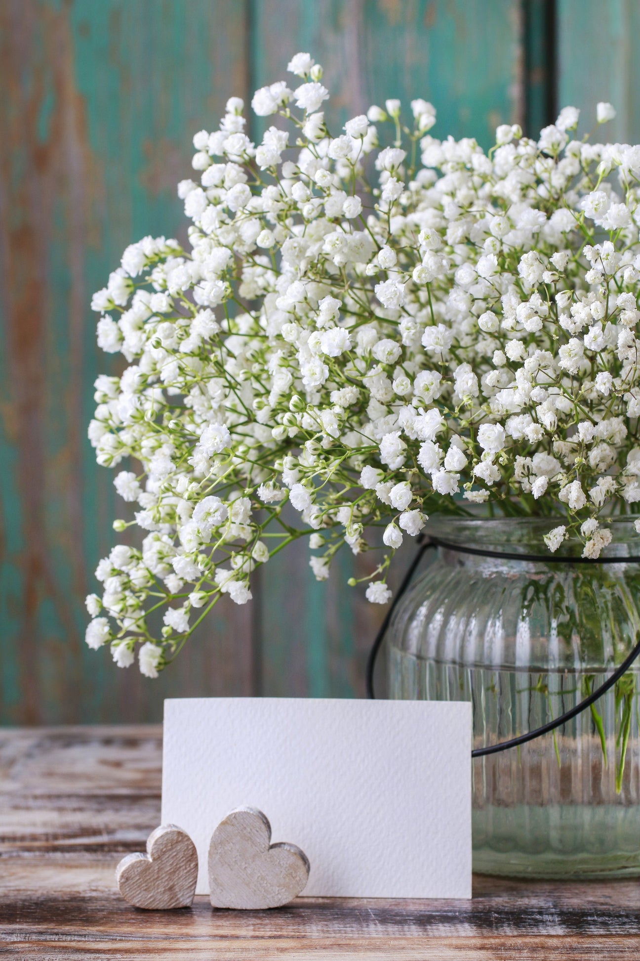 All Baby's Breath (Gypsophila Paniculata) Flower Seeds