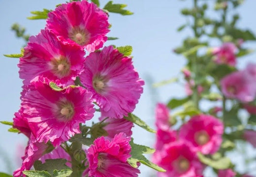 All Hollyhock (Alcea Rosea) Flower Seeds