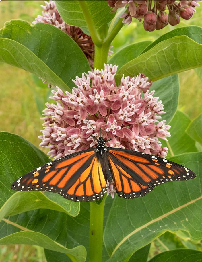 All Milkweed (Asclepias syriaca) Monarch Butterfly Flower Seeds