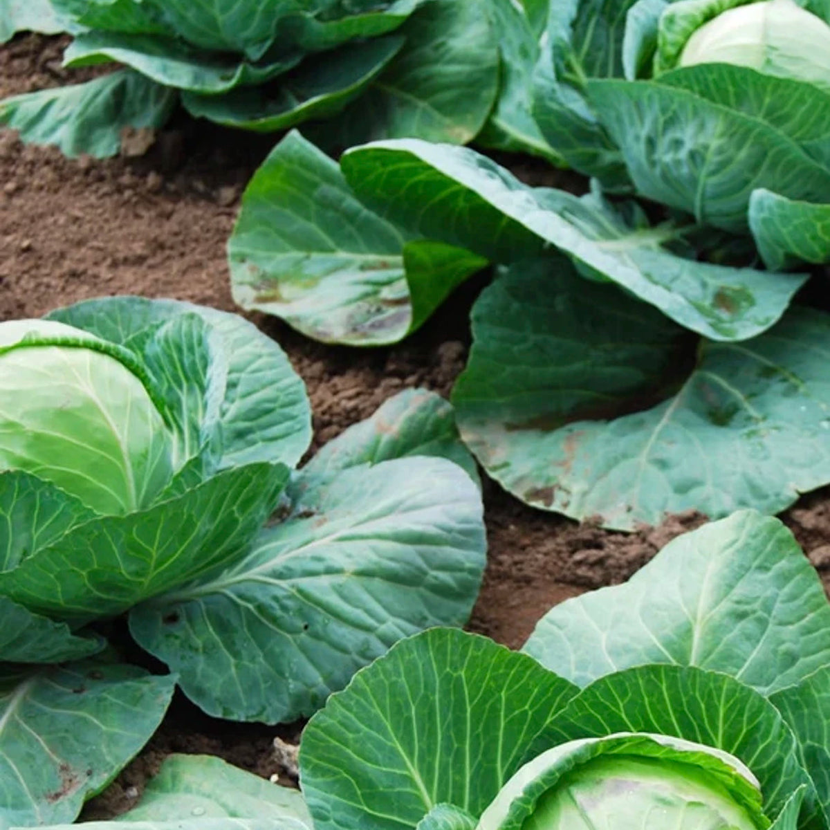 Order Organic Non-GMO Cabbage Seeds Online - SeedsNow.com