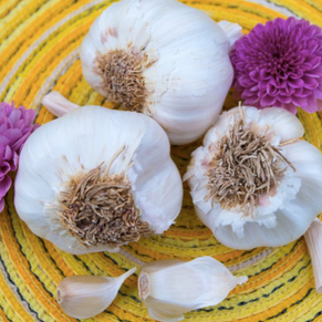 *FREE* Soft-Neck Italian Garlic (Organic) Sampler Pack