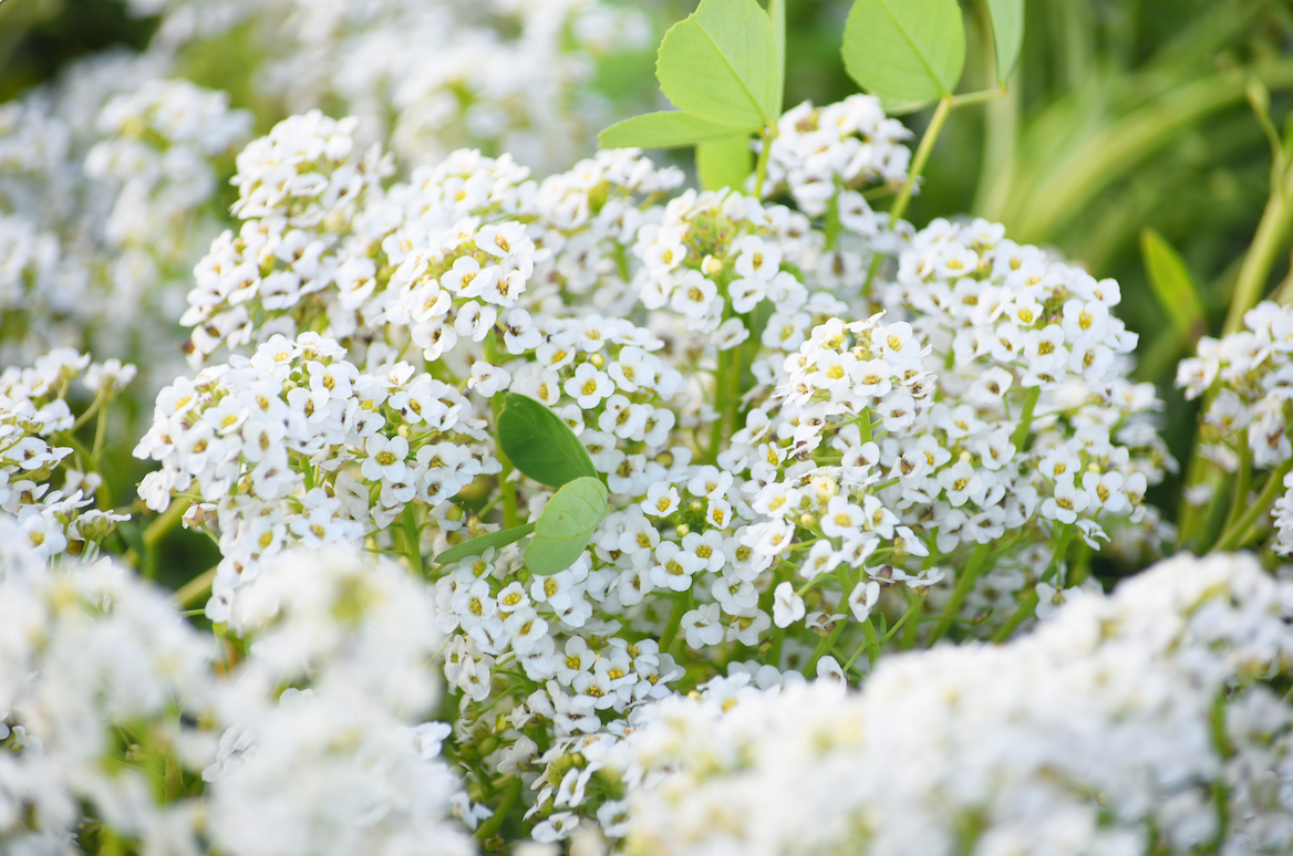 Flowers - Alyssum, Carpet of Snow (Sweet Alyssum)