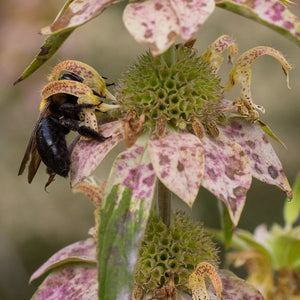 Flowers - Spotted Bee Balm, Wild Bergamot - SeedsNow.com