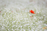 Wildflowers - Low Grow Scatter Garden Seed Mix - SeedsNow.com