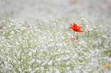 Wildflowers - Annual Cut Flower Scatter Garden Seed Mix - SeedsNow.com