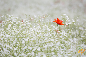 Wildflowers - Dryland Scatter Garden Seed Mix - SeedsNow.com