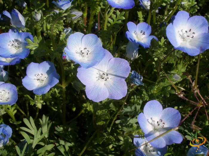 Wildflowers - California Native Scatter Garden Seed Mix - SeedsNow.com