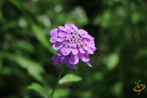 Wildflowers - Fragrant Flower Scatter Garden Seed Mix - SeedsNow.com