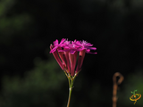 Wildflowers - Annual Cut Flower Scatter Garden Seed Mix - SeedsNow.com