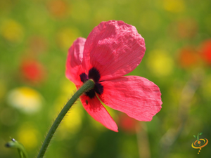 Wildflowers - All Annual Scatter Garden Seed Mix - SeedsNow.com