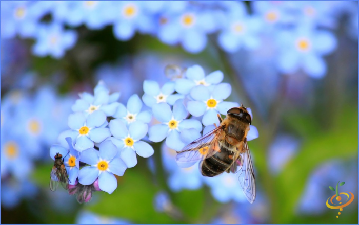 Wildflowers - California Native Scatter Garden Seed Mix - SeedsNow.com