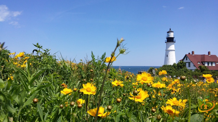 Wildflowers - Deer Resistant Scatter Garden Seed Mix - SeedsNow.com