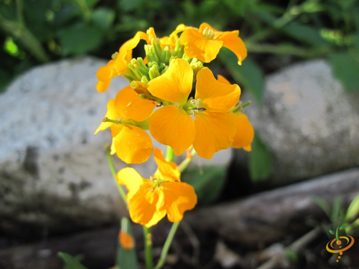 Arugula, Roquette – Northern Wildflowers