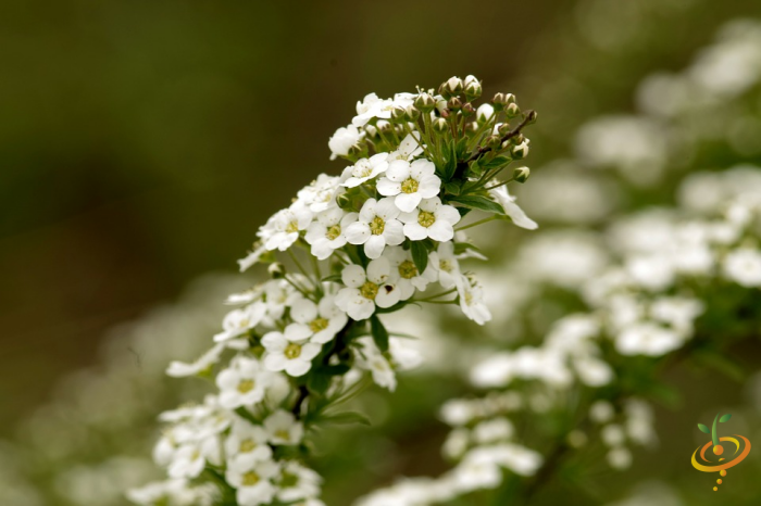 Wildflowers - California Native Scatter Garden Seed Mix - SeedsNow.com