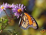 Wildflowers - Hummingbird & Butterfly Scatter Garden Seed Mix - SeedsNow.com