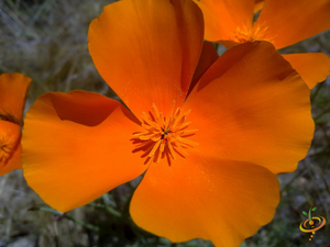 Wildflowers - California Native Scatter Garden Seed Mix - SeedsNow.com