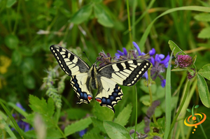 Wildflowers - Hummingbird & Butterfly Scatter Garden Seed Mix - SeedsNow.com