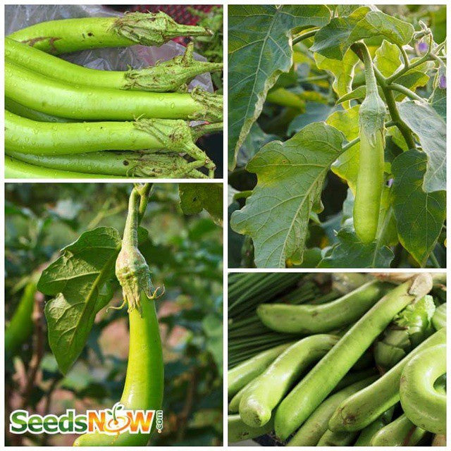 Eggplant - Long Green Louisiana.