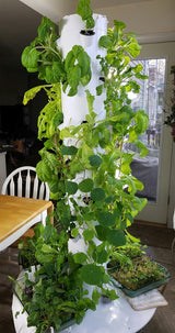 All-in-One Tower Garden Variety Pack - SeedsNow.com
