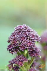 Broccoli - Early Purple.