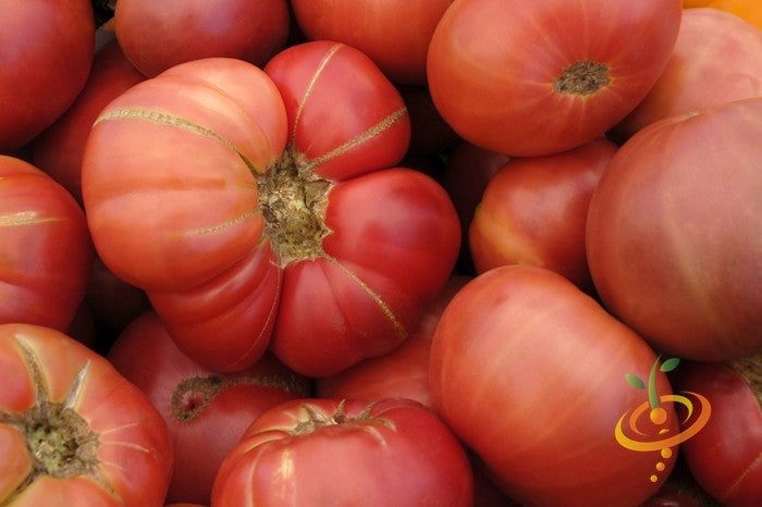 Brandywine, Pink - Slicer Tomato Seeds – The Incredible Seed
