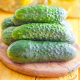 Cucumber - Homemade Pickles - SeedsNow.com