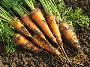 Carrot - Little Fingers, 4" Long.