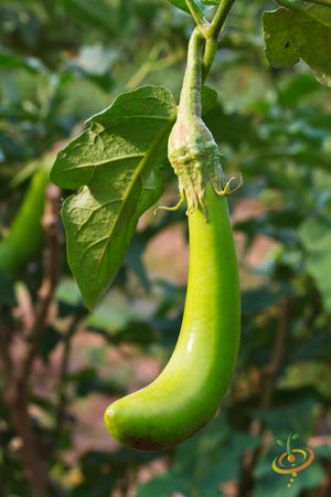 Eggplant - Long Green Louisiana.