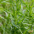 Tarragon (Dragon Wort) - SeedsNow.com