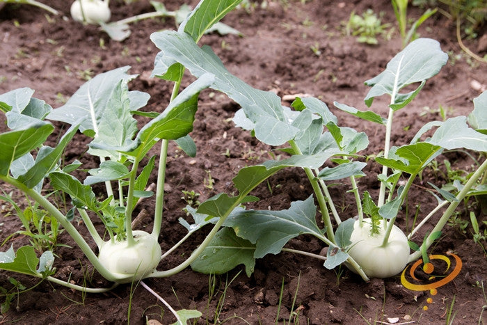 Kohlrabi - Vienna, White.