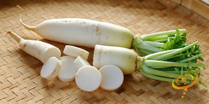 Radish - Japanese Minowase/Daikon "Big Root".