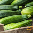 Squash (Summer) - Black Beauty Zucchini - SeedsNow.com