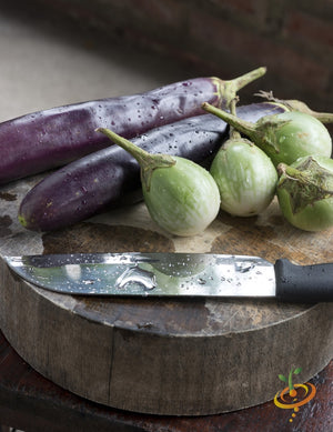 Eggplant - Long Purple Italian.