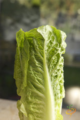 Lettuce - Romaine, Classic "Paris Island Cos".