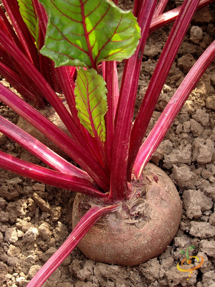 Beet - Boltardy.