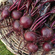 Beet - Bulls Blood - SeedsNow.com