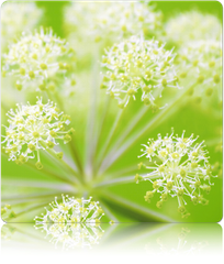 Angelica (Wild Celery / Holy Ghost) - SeedsNow.com