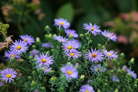 Flowers - Aster, Smooth Blue - SeedsNow.com